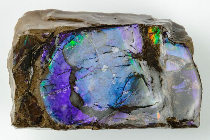 Iridescent Ammolite (Fossil Ammonite Shell) - Rare Purples #197509